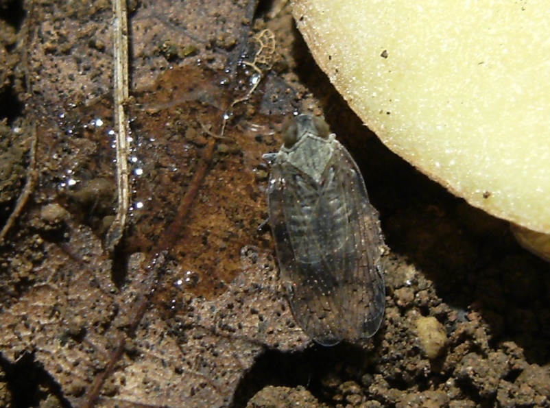 Ospiti delle formiche Myrmica: Cixiidae Reptalus sp.